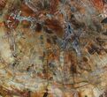 Colorful Petrified Wood Round - Madagascar #58812-1